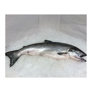 Pescado de salmón congelado entero/filete de salmón/cabeza de salmón a la venta - Product Image 4