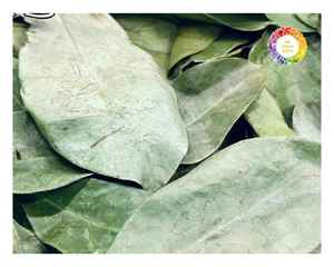 ใบกราวิโอลาแห้งสำหรับชาสมุนไพรใบทุ้มสำหรับบรรจุภัณฑ์ขายส่งและผู้บริโภคผู้จัดจำหน่ายในเวียดนาม - Product Image 4