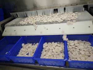 Racine de lotus séchée, racine de lotus séchée en vrac, expéditions d'usine pour les marchés d'exportation recherchant une qualité uniforme et stable - Product Image 6