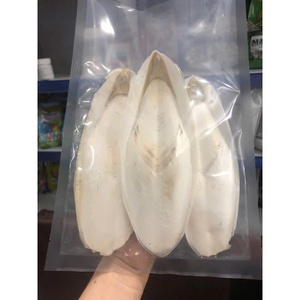 Huesos secos de calamar Artesanías naturales para fines decorativos - Product Image 3