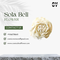Fleurs Sola Beli Écologiques Éternelles de Haute Qualité Faites à la Main, Décoration Désodorisante Romantique pour Remise de Diplôme et Fête des Pères