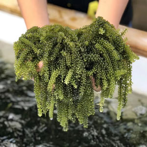 VENTE FLASH Raisins de mer déshydratés du Vietnam, légumes marins naturels pour salades et aliments sains // Mme Beatrix - Product Image 1