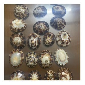 Coquilles naturelles de lipet pour la décoration intérieure, belles coquilles de lipet idéales pour l'art de la coquille, les centres de table et les expositions inspirées de la plage - Product Image 3