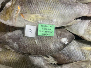 Pescado Emperador redondo entero congelado de Vietnam, calidad de exportación de pescado IQF a granel, 24 meses de vida útil, suministro al por mayor - Product Image 3