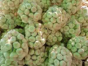 Ail entier de qualité supérieure, 100% naturel, frais et de haute qualité, emballage personnalisé pour l'exportation, marque Al Nada, Égypte, durée de conservation de 6 à 9 mois - Product Image 5