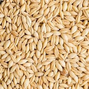 Granos de cebada seleccionados estilo seco para la industria alimentaria y la alimentación animal a precios competitivos - Product Image 1