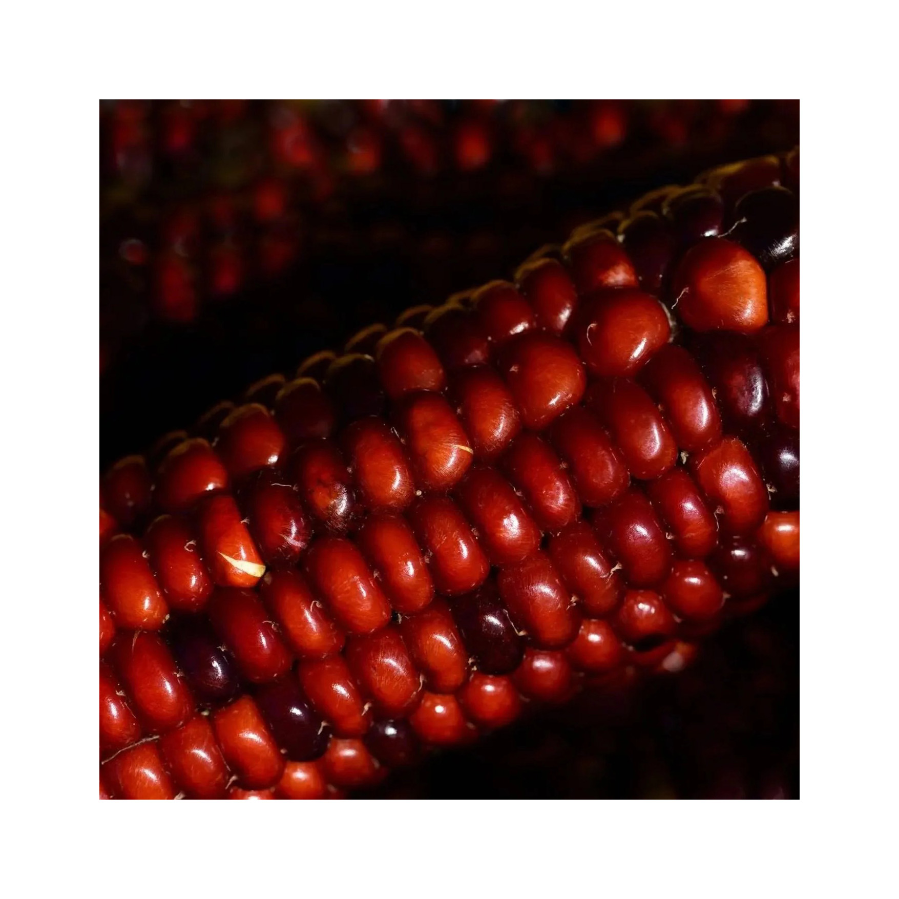 Wholesale red corn for grain suppliers and agricultural traders