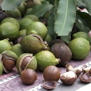 Nueces de macadamia de alta calidad, frescas y crujientes, un snack saludable rico en nutrición para el consumo diario y un estilo de vida saludable. - Product Image 5