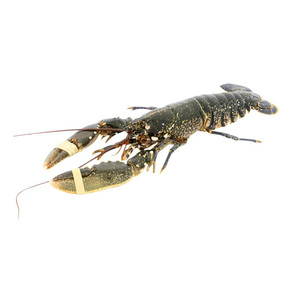 Homard entier cru congelé de qualité supérieure avec procédé BQF pour l'achat en gros – Fiabilité garantie - Product Image 3