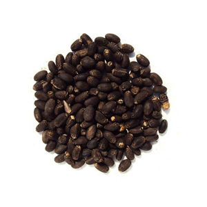 Semillas de Jatropha Naturales Secas de Primera Calidad, 100% Naturales, Origen Estadounidense, Empaque a Granel, Precio Bajo, Gran Venta, 3 Años de Duración - Product Image 4