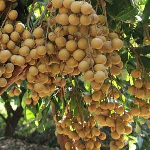 IQF – fruits longs surgelés sans graines du Vietnam/fruits longs surgelés bon marché Ms sofia - Product Image 5