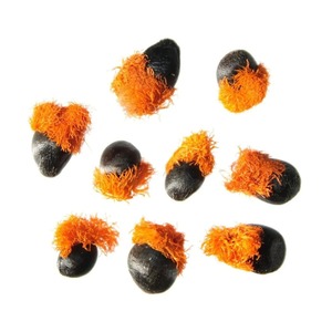 Graines de Strelitzia reginae propres et viables prêtes pour l'expédition et la culture mondiales - Product Image 6