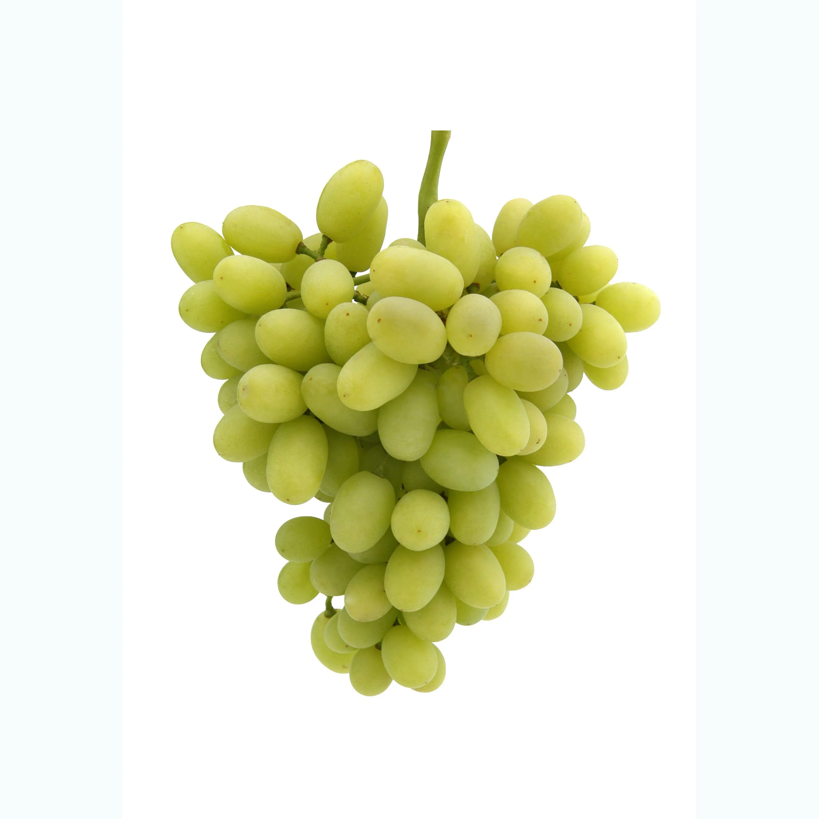 Свежий виноград, поставщик винограда без косточек