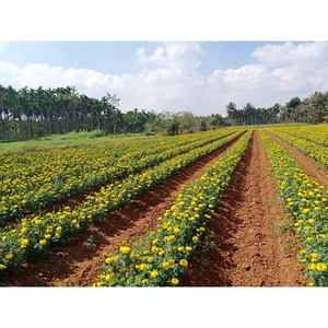 ส่วนประกอบดอกไม้ SW 502 MARIGOLD - Product Image 2