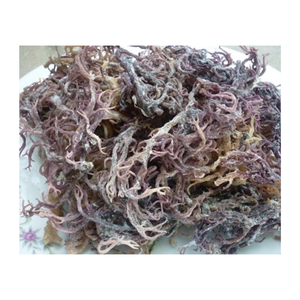 Saborea la bondad de Seamoss Siente la diferencia: Seamoss del proveedor de Vietnam - Product Image 4