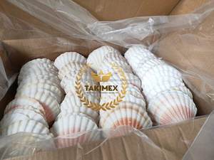 100% conchas marinas de vieiras pulidas hechas a mano estilo Animal Natural para decoraciones para el hogar embalaje OEM de Vietnam - Product Image 5