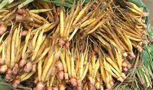 รากสมุนไพรจากธรรมชาติคราไคแช่แข็งสำหรับการรับประทานอาหารที่สะอาดและการสนับสนุนทางเดินอาหารโดยไม่มีสารเติมแต่ง - Product Image 6