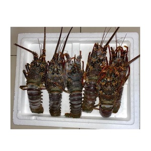 กุ้งก้ามกรามคุณภาพสูง สด/แช่แข็ง มีจำหน่ายในราคาประหยัด - Product Image 3