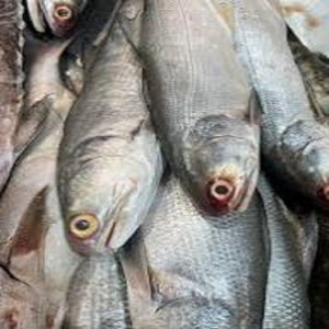 Salmón Congelado IQF Delicioso, Hecho en Fábrica Profesional - Product Image 3