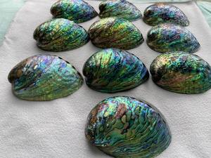 Natural <b>Abalone</b> <b>Shell</b> for Jewelry Making Crafts and Unique Decorative Home Interior Design Ideas - Product Image 4