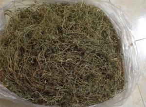 Hojas secas de melón amargo de Vietnam, proveedor de hojas secas de melón amargo, hojas secas de melón amargo Premium para exportación - Product Image 4