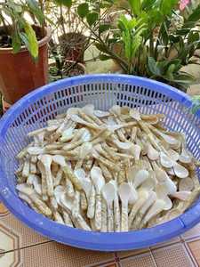 Cuillère en nacre du Vietnam, faite à la main, coquille naturelle, vente en gros, grande commande, exportation, adaptée aux vendeurs d'accessoires alimentaires gastronomiques - Product Image 6