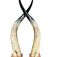 Paire de cornes de bœuf personnalisables, écologiques, de haute qualité, polies, couleur naturelle, style animalier, pour décoration nautique et intérieure