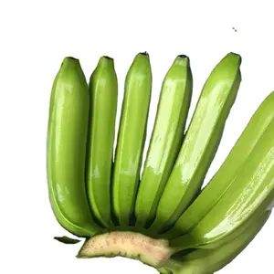 Nutrition Healthy Fruit Tropical Vietnam Williams Cavendish Banana Pisang Mas Banana Wholesaler For Export Only