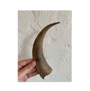 Cuerno de Cabra Artesanal para Regalo, Cuerno de Cabra Negro Natural y Venta Caliente, Tamaño Personalizado, Precio Económico, Hecho a Mano - Product Image 3