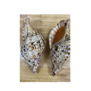 Trompeta enorme natural Triton amonita decoración pulida gran concha de caracol para artesanía o decoración a granel estilo Animal de concha marina - Product Image 3