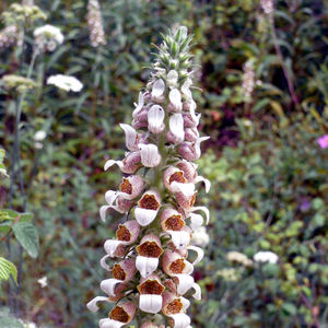 Extrait de Digitalis Lanata à un prix abordable. - Product Image 3