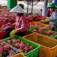 Vietnam Vers Tropisch Fruit-Rood En Geel Drakenfruit Goed Smaken Van Goede Kwaliteit (Neem Contact Op Met Lona Nguyen Op Ws: 84971629648)