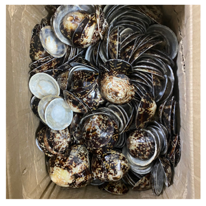 การทำความสะอาดเปลือกหอยจากเวียดนามสำหรับการตกแต่งงานแต่งงานชายหาด, DIY, การทำเครื่องประดับ - Product Image 2