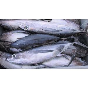 Atún congelado de grado de exportación, limpiamente procesado y embalado en cajas de cartón de 20kg para mayoristas - Product Image 2