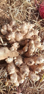 เวียดนามผลิตภัณฑ์ทางการเกษตรที่ดีขิงสดและแห้งจำนวนมากโดยตรงจากเวียดนาม - Product Image 4