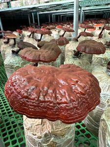 เห็ดหลินจืออบแห้งธรรมชาติ สำหรับบรรจุภัณฑ์ขายปลีกแบบ OEM และจัดจำหน่ายจำนวนมาก - Product Image 5