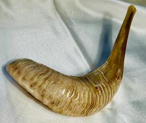 Shofar Cuerno natural Shofar para soplar y propósito religioso Kosher Shofar Pulido Ram Cuerno de oveja - Product Image 4
