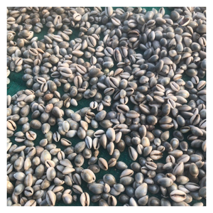 Spotted Seashell Cowry Craft, Artisan Seashell Cowry para interiores costeros, Golden Eco Shell para decoración sostenible del océano - Product Image 2