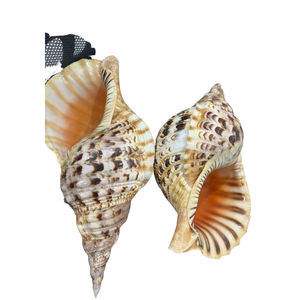 Conchas de Trompeta Grandes, Conchas de Tritón, Conchas Marinas Naturales de Alta Calidad de Vietnam - Product Image 1