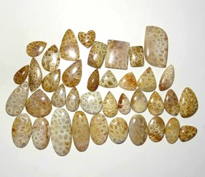 Cabujón de coral fósil natural lote al por mayor cabujón de coral fósil por peso con diferentes formas utilizadas para la fabricación de joyas - Product Image 5