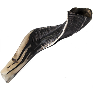 Corne de bélier 10.5 ''Shofar juif casher semi-poli fabriquée en Inde Artisanat naturel - Product Image 1