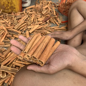 Canela de Cassia en Rollo de Primera Calidad, 85% 90%, para Cigarros y Cigarrillos Electrónicos, Canela Cassia 80 de Alta Calidad. Contactar a la Sra. Doris +84 35 254 2206 - Product Image 3