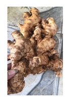 新鲜生姜价格新鲜食品定制包装越南制造商/最优惠价格越南出口生姜新鲜生姜
