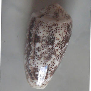 Conus Decurata JOYERÍA SEASHELL Pulido Conidae Conus Shell Motivo Tamaño mixto 5-7cm - Product Image 4