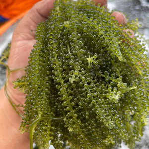 องุ่นทะเลสดวัสดุสาหร่ายเวียดนามสำหรับร้านอาหารโรงแรมและจัดเลี้ยงด้วยการนำเสนออาหารที่น่าสนใจ - Product Image 1