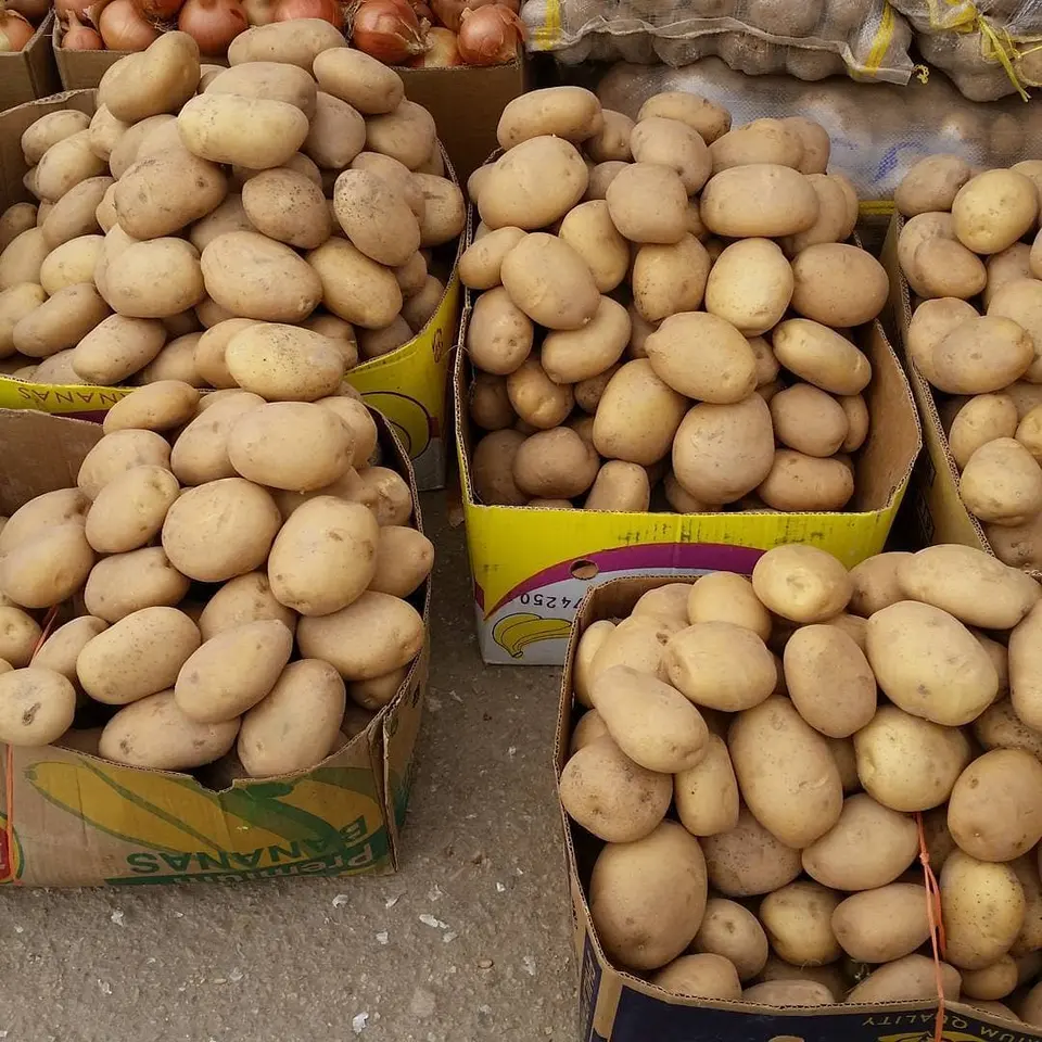 Премиум качество 100% органический свежий картофель на экспорт