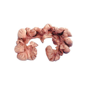 Útero de cerdo asequible disponible para la venta a precios de descuento en cantidades al por mayor - Product Image 3