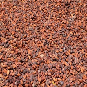 Wholesale Trading Available In Stock High-Quality Baking Chocolate Raw Materials Cocoa <b>Beans</b> From West Africa Origin For Sale - Product Image 1