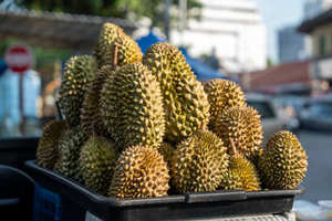 Calidad Premium Natural congelado fresco Durian Vietnam orgánico entero en rodajas sabor dulce IQF proceso de congelación agua paquete al vacío a granel - Product Image 3