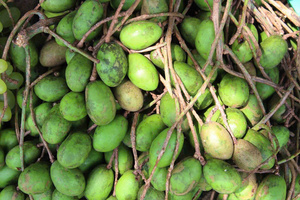 Fruta Ambarella Económica - Product Image 2